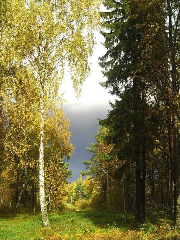 Мартышкино, склад ГСМ