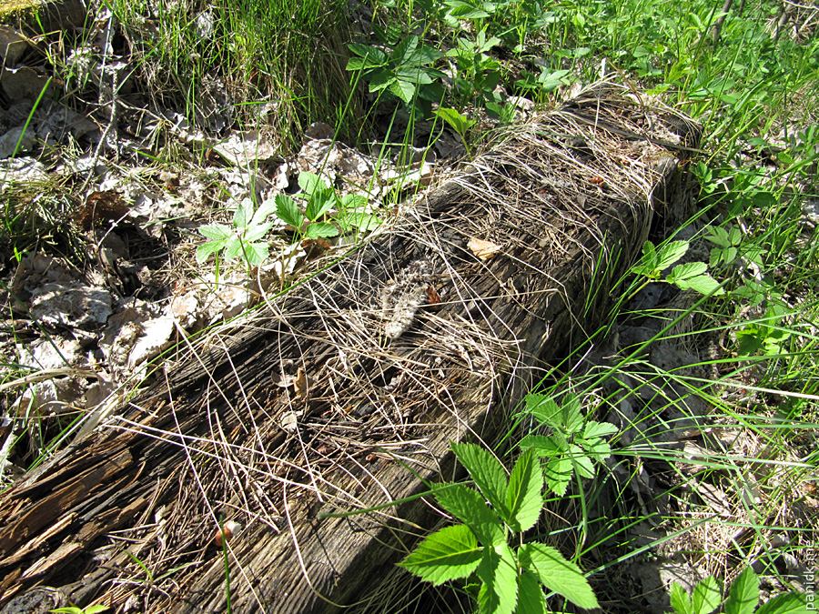 Мартышкино/Ораниенбаум, мишенное поле Мартышкино/Ораниенбаум, мишенное поле