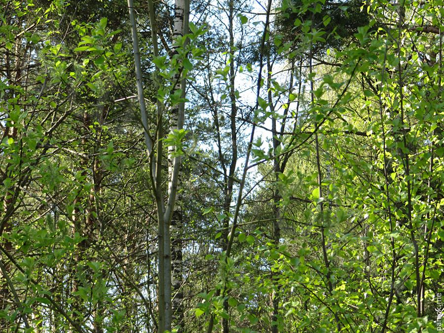 Мартышкино/Ораниенбаум, мишенное поле Мартышкино/Ораниенбаум, мишенное поле