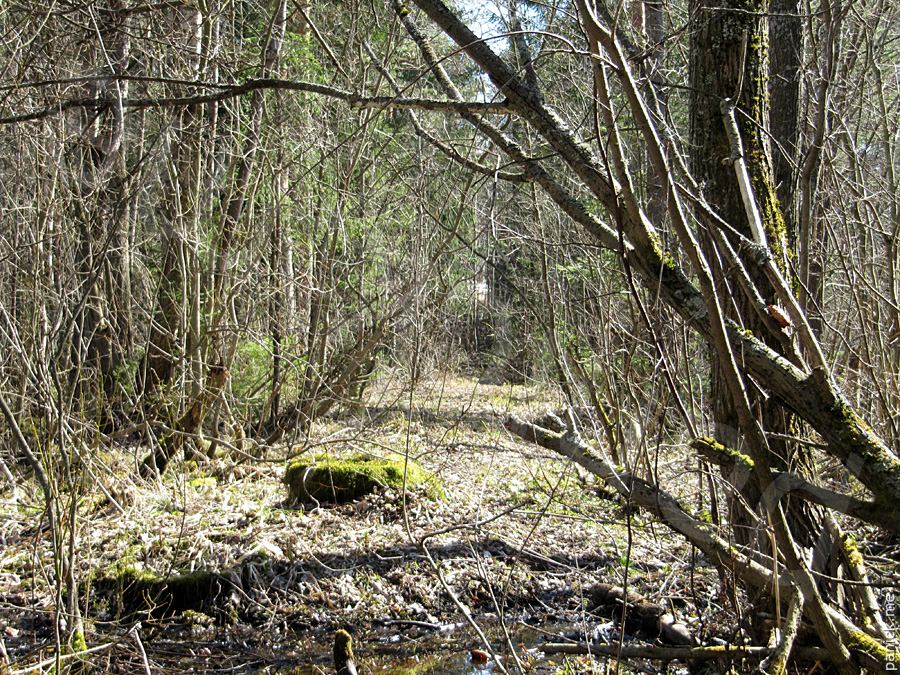 Мартышкино