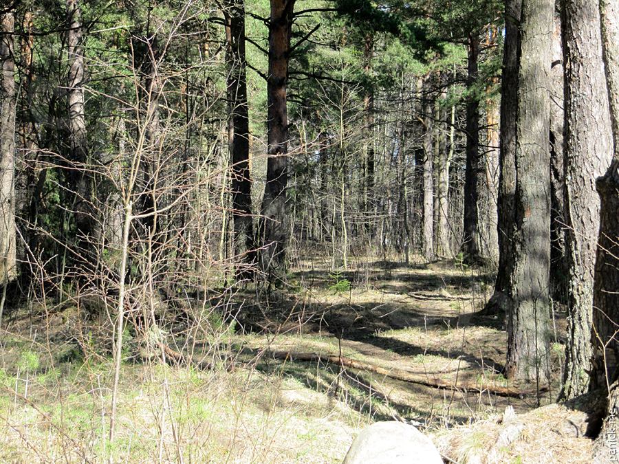 Мартышкино Мартышкино